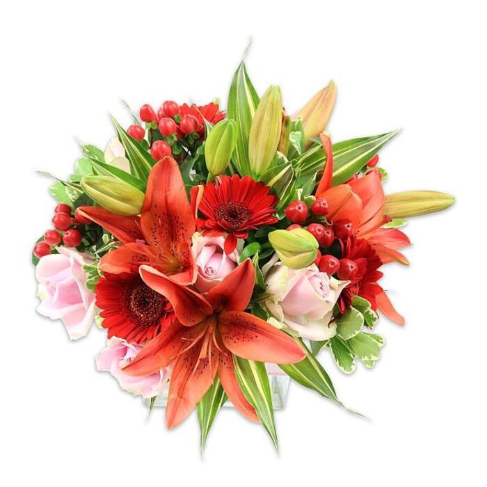 A richly hued, densely packed bouquet set on a clear white background, arranged to showcase both drama and tenderness. At its core, several broad Asiatic lilies in intense orange-red unfurl with bold, recurved petals spotted with fine speckles and bearing visible stamens that add a sculptural, almost botanical detail. Interwoven among those commanding lilies are vibrant red Gerbera daisies, their slender, radiating petals surrounding a nearly black center, which lends a striking, textured counterpoint. Delicate pale blush roses are threaded through the mass-some in tight, classical rosebuds, others partially open into layered, satiny cups-offering a gentle, romantic foil to the warmer tones. Little clusters of glossy red hypericum berries are tucked into the spaces between petals, bringing jewel-like points of light and a firmer, glossy texture that enlivens the composition.
A rich assortment of greens - broad, solid leaves and a few variegated stems with pale striping - fills and frames the bouquet, while a handful of unopened lily buds promise further flowering. The soft, natural lighting in the image highlights petal textures and the subtle sheen on the berries, creating a vivid, celebratory mood. As a local arrangement from Dollis Hill, this bouquet would suit special occasions across the area and neighbouring Cricklewood or Neasden, whether presented at an intimate anniversary dinner or sent as an exuberant congratulations. The overall impression is one of craftsmanship and generosity: a bouquet that balances bold colour with tender detail and invites both sight and scent to linger.