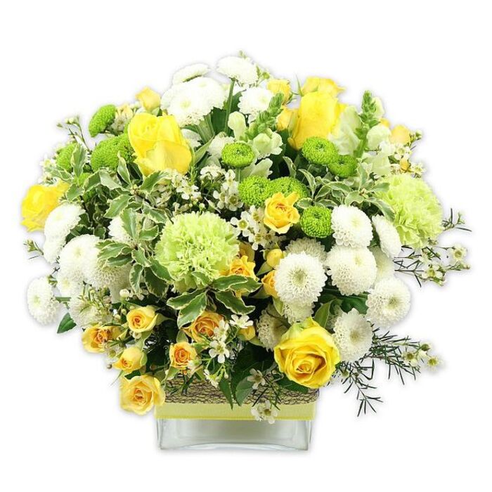 A generously proportioned floral arrangement in yellow, white, and fresh green sits gracefully in a low, rectangular clear glass vase, photographed against a plain white background that lets the colours and shapes stand out in crisp detail. The bouquet has a full, domed profile, with luxuriant yellow roses drawing the eye; some are fully open with velvety petals spiralling outward, while others are still in bud, hinting at blooms yet to unfold. Clusters of smaller yellow spray roses weave between them, offering a slightly looser, more informal texture, reminiscent of cheerful garden flowers from a Dollis Hill front garden near Willesden Green. Numerous white pompom chrysanthemums are nestled throughout, their tightly packed petals forming dense, spherical blooms that add structure and a sense of soft volume. Contrasting with these are compact lime green button chrysanthemums, their button-like heads creating bright, playful spots of colour. Larger, frilly pale-green flowers-akin to ruffled green carnations or specialist green chrysanthemums-add further texture and a subtle, contemporary note, softening transitions between the other colours. The arrangement is anchored by a rich layer of foliage: broad, variegated leaves edged in creamy white, darker green leaves with a satin-like finish, and fine, airy greenery that curls and trails through the design, giving it depth and a natural, slightly wild elegance. Scattered among the main flowers are tiny white filler blooms that resemble waxflower or gypsophila, adding fine points of lightness and enhancing the bouquet's airy feel. The stems are tidily gathered in the glass vase, whose centre is wrapped in a rustic band of woven natural fibre, complemented by a pale yellow or lime ribbon that echoes the bouquet's sunny palette. This arrangement radiates warmth, joy, and freshness, ideal as a celebratory gift or a bright centrepiece for a Dollis Hill gathering at home.