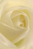 This close, artistic portrayal draws you into the gentle heart of a cream-white rose, as though you are nestled within its soft folds in the peaceful embrace of Dollis Hill. Each petal unfurls in a delicate spiral, subtle shadows nestling in the ivory layers to give profound depth and quiet poise. The effect recalls misty mornings near Dollis Hill's parks, where a peaceful hush lingers before the day unfolds. The rose exudes an atmosphere of calm and hope-the kind found in heartfelt gestures shared among neighbours or family here. This bloom stands as the purest symbol of reverence, perfectly chosen for times of sympathy, admiration, or new beginnings in Dollis Hill. The understated fragrance almost seems to linger in the air, a gentle reminder of the love and expertise inherent in every carefully crafted bouquet by your local florist.